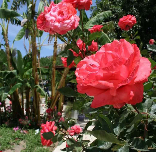 Paradise Garden Evleri ギュムシュルク